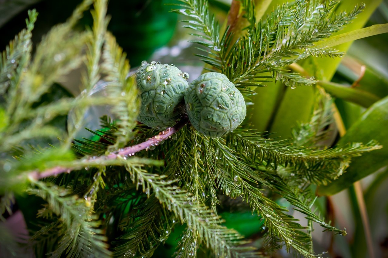 Taxodium distichum - Sumpfzypresse