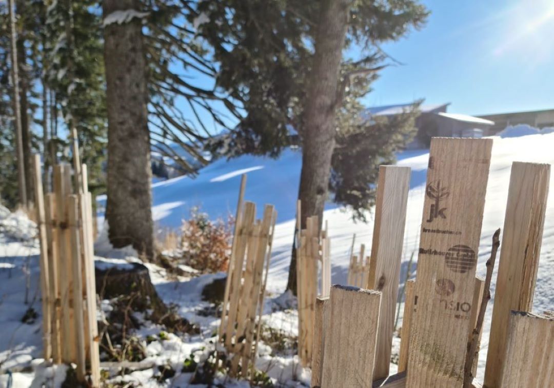 Holzbaumschutz aus Schweizer Fichte