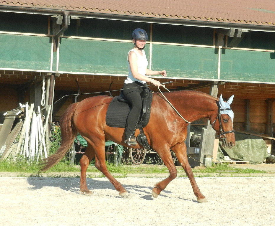 Reiten mit Halsring