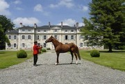 Haras National de Gélos