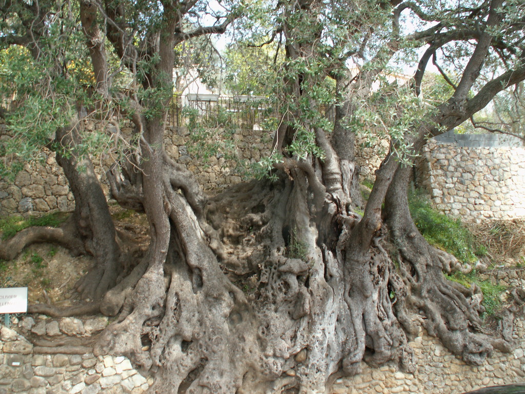 ceci est un olivier millénaire à Roquebrune