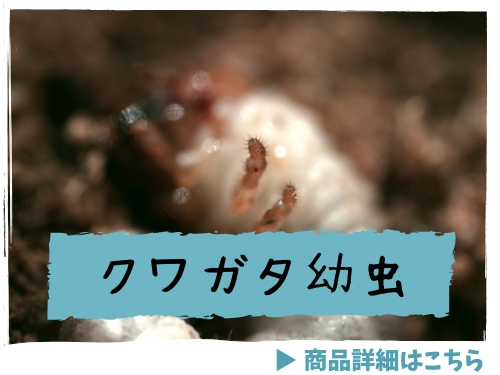 クワガタ　幼虫