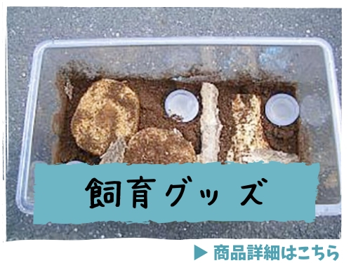 クワガタ飼育グッズ