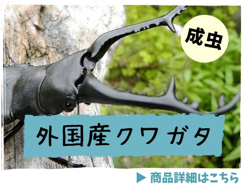 外国産クワガタ　成虫