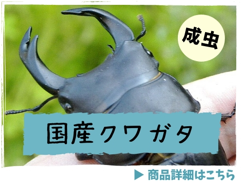 国産クワガタ　成虫