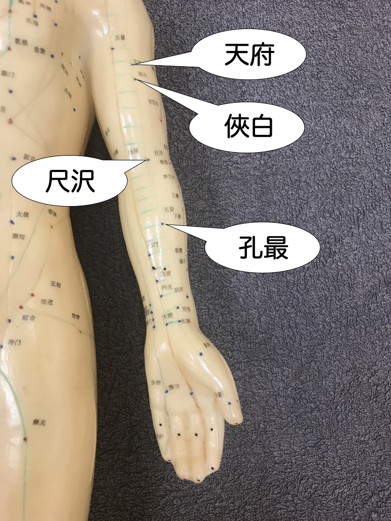 肺に属するツボ「俠白」 - 【山本鍼灸院】