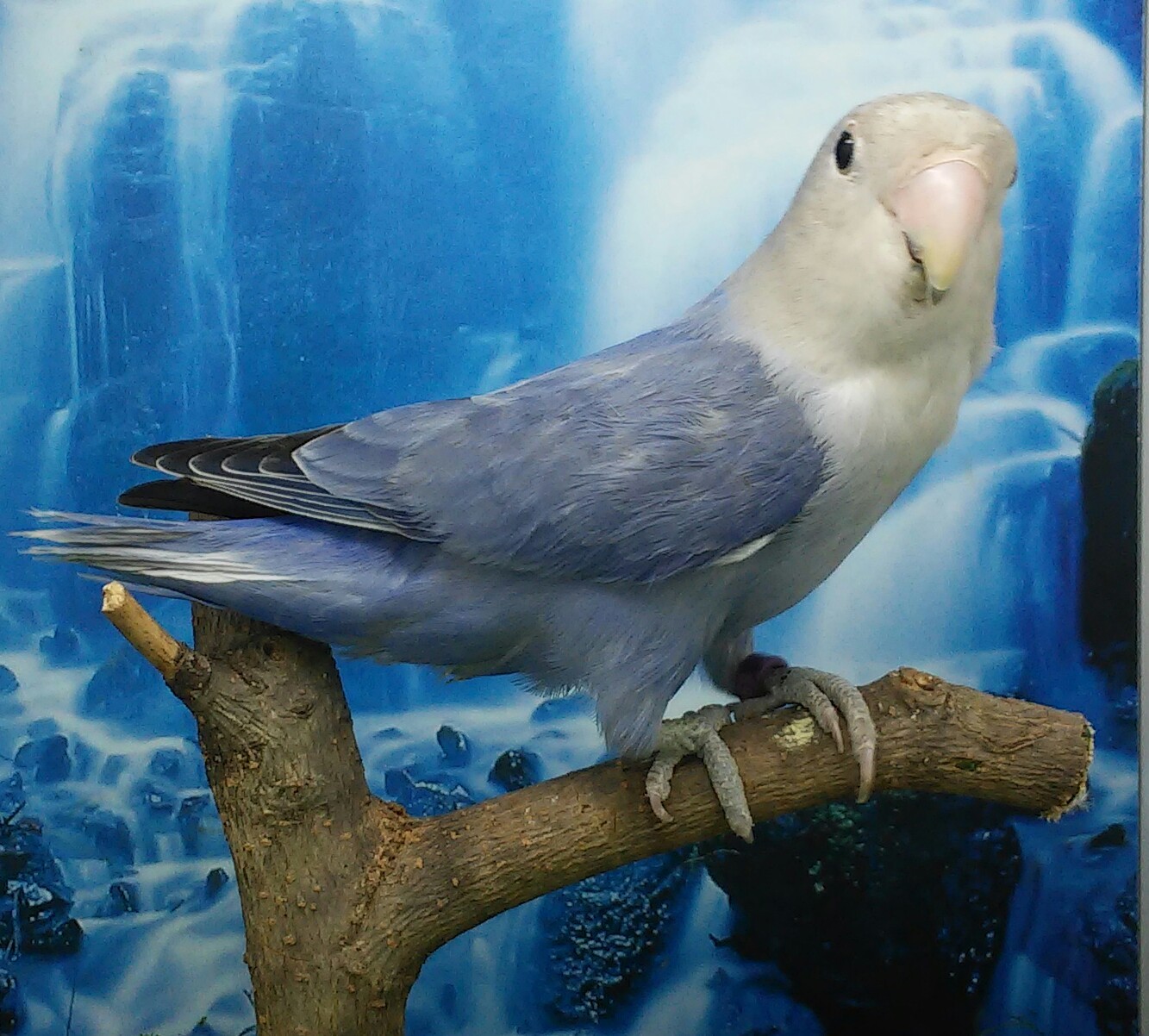 Opalina de aviario Melendez