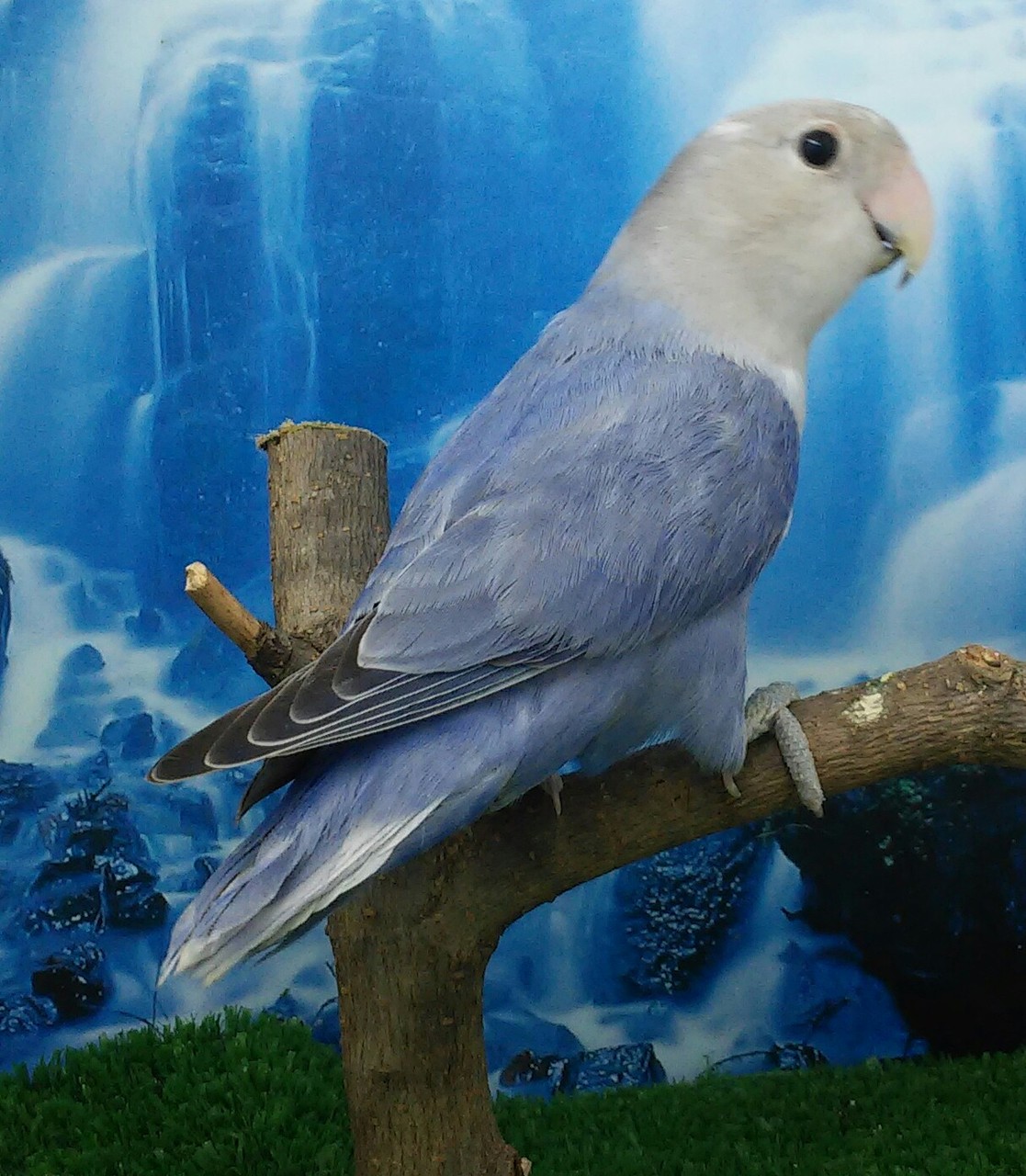 Opalina violeta