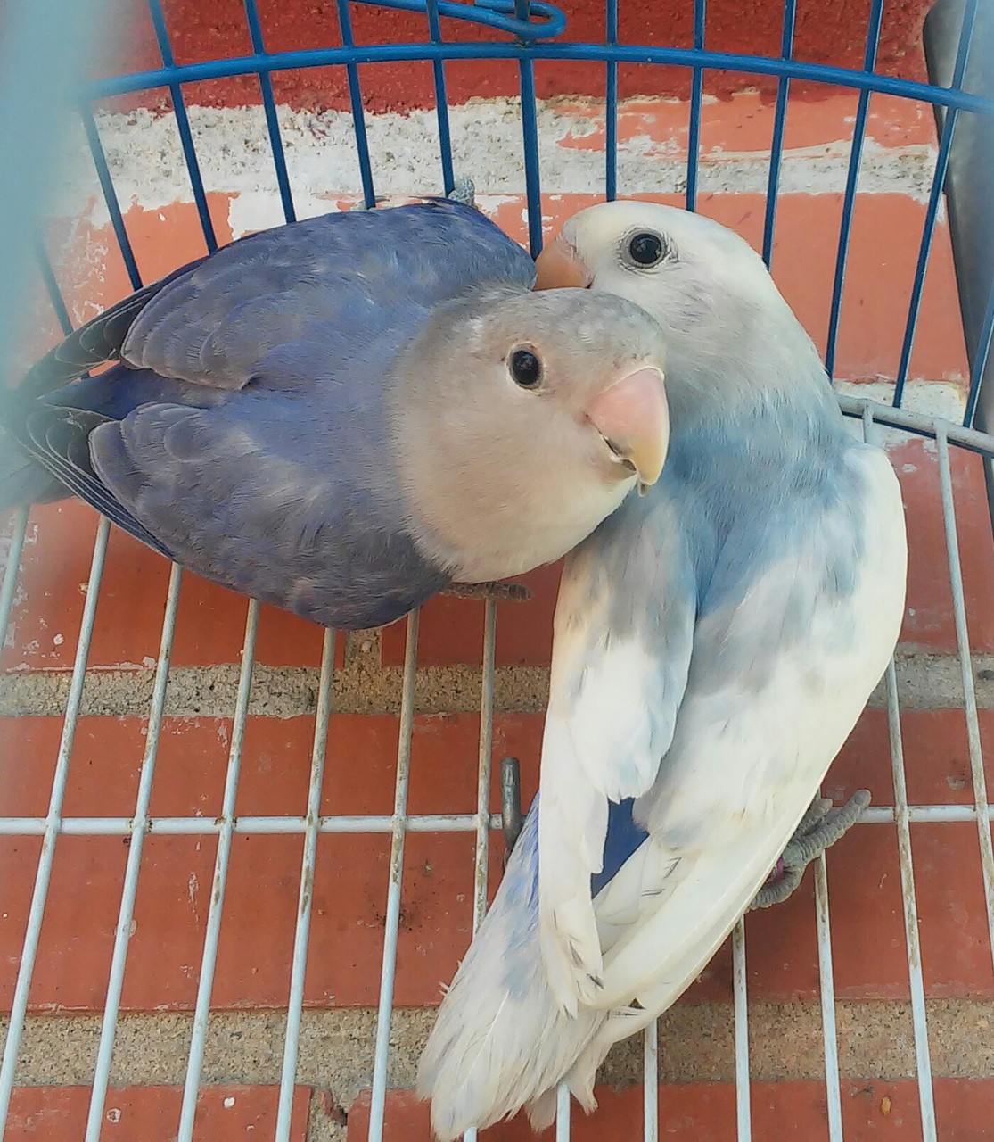 Collera arlequin violeta df x opalina violeta. 01/02/16  Nacieron 4 pichones.
