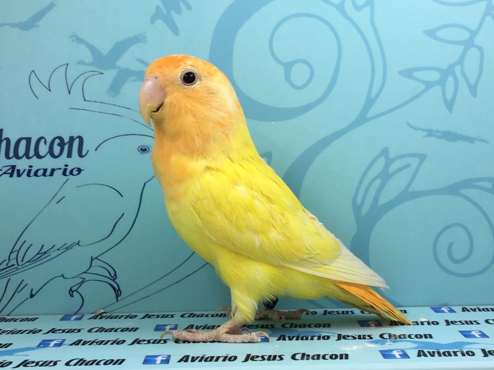 Opalina pallid Cn cedida por aviario Jesús Chacón que fue cambiada por un hermano del macho.