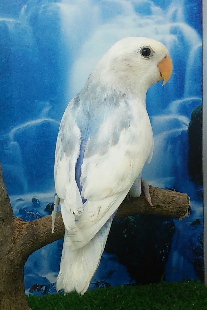 macho arlequin violeta/pallid/canela df nacido en mi aviario