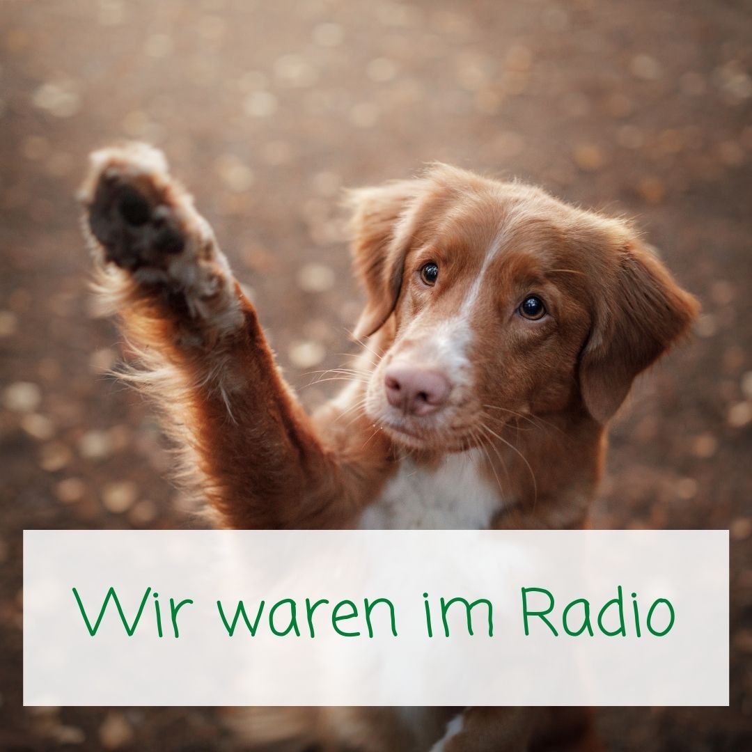 Solinger-Pfoten im Radio-Interview