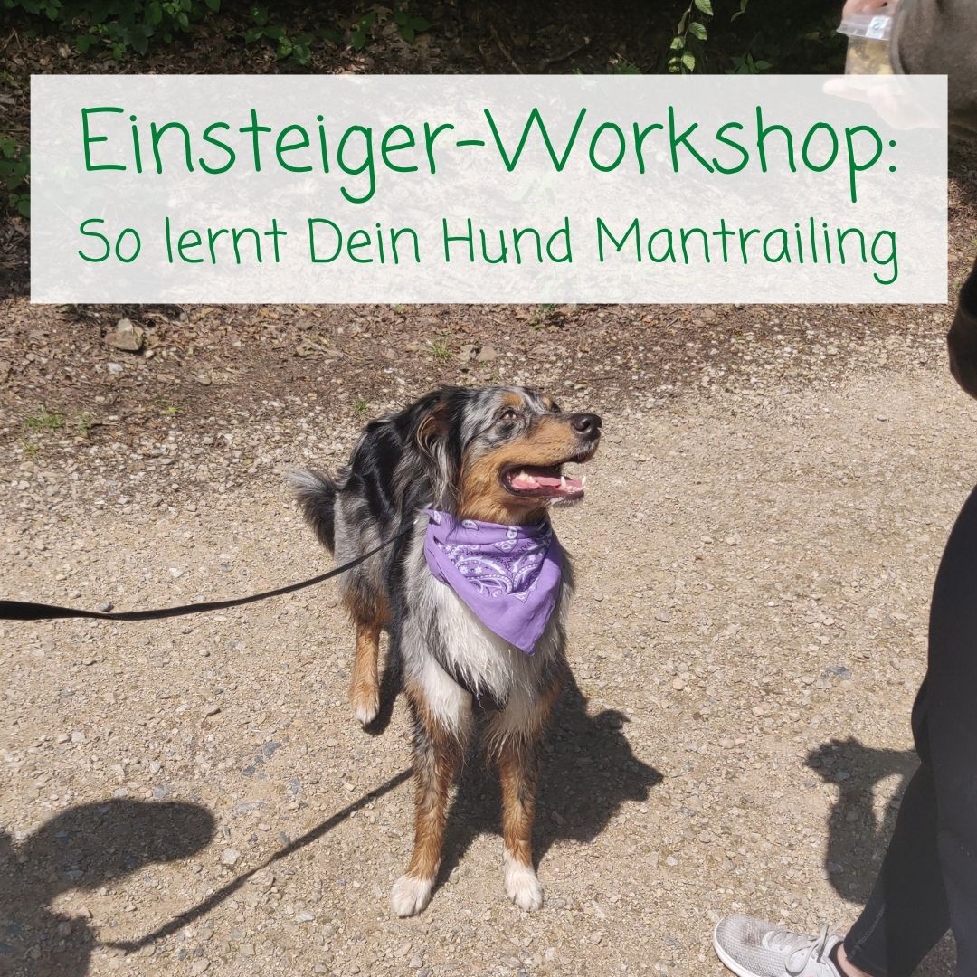 Mantrailing lernen - So läuft der Workshop für Einsteiger ab