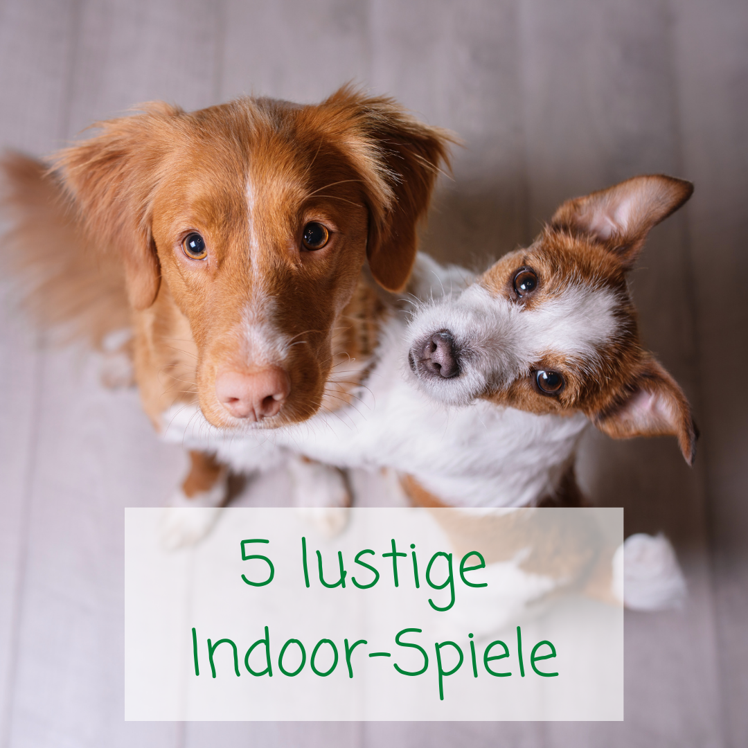 5 Ideen, wie du deinen Hund im Haus beschäftigen kannst