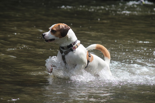 4 Badestellen für Deinen Hund in und um Solingen