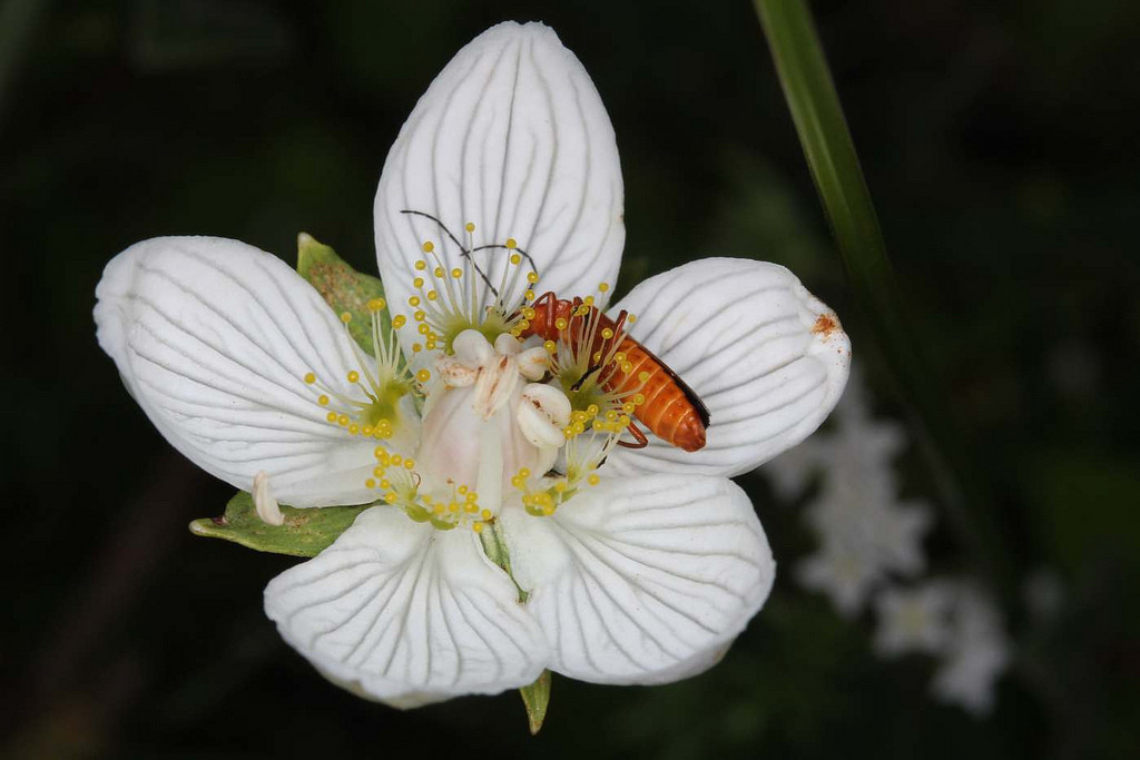 Cantharide fauve (rhagonycha fulva) dans une parnassie