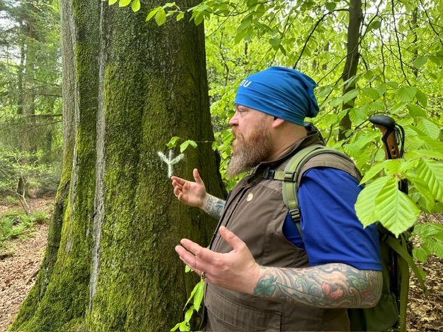 Diese Buche ist wahrscheinlich über 200 Jahre alt und im Begriff, ein Biotopbaum zu werden. Sofort fällt auf, wie faltig ihre Rinde ist – sie bietet Lebensraum für verschiedene Arten und ist somit eine Nahrungsquelle für wiederum andere Arten.