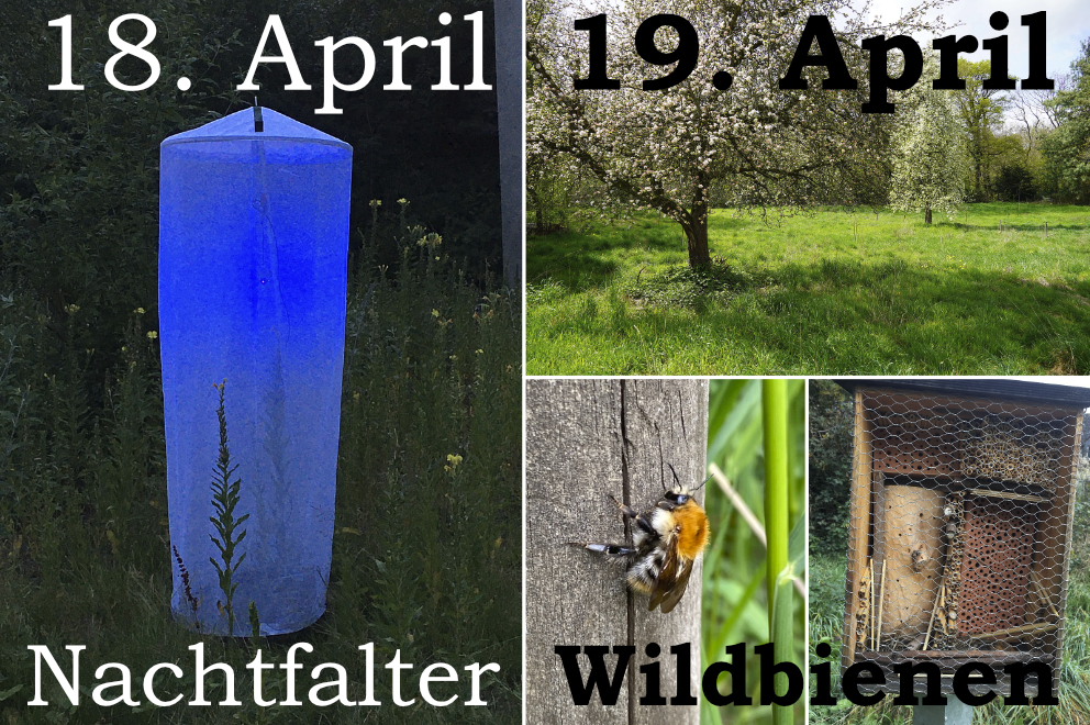 Nachtfalter-Jagd und Bienen-Abenteuer: Ein Wochenende für kleine und große Naturforscher!