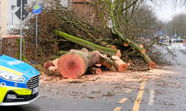 Platanenabholzung entlang der Wedauer Straße