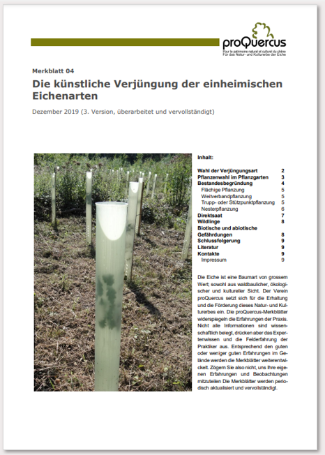 04 Die künstliche Verjüngung der Trauben- und Stieleiche