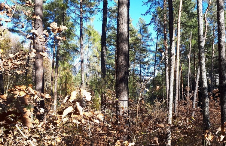 proQuercus Newsletter_fr 2026/1
