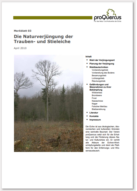 03 Die Naturverjüngung der Eichen