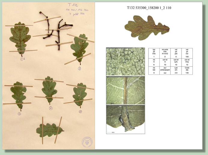 Exemples de documents de l’herbier des chênes (-> Dossier 3)