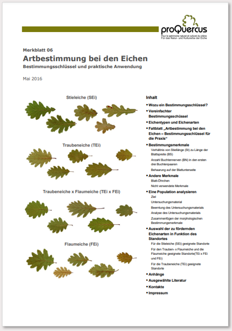 06a Arterkennung bei den Eichen 