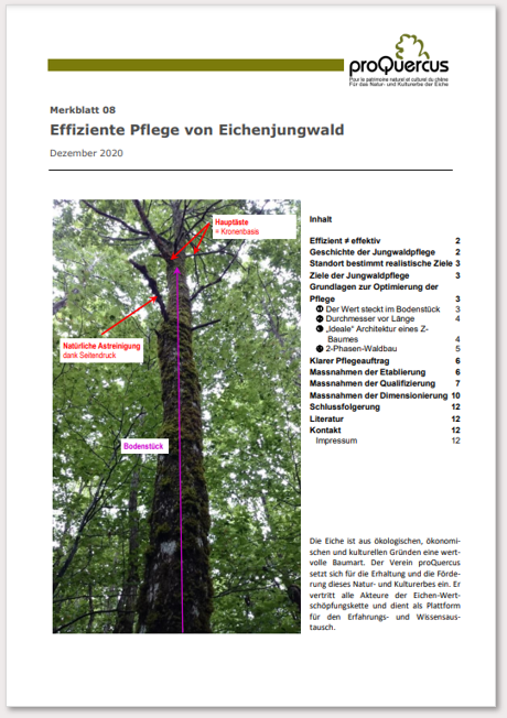 08 Effiziente Pflege von Eichenjungwald