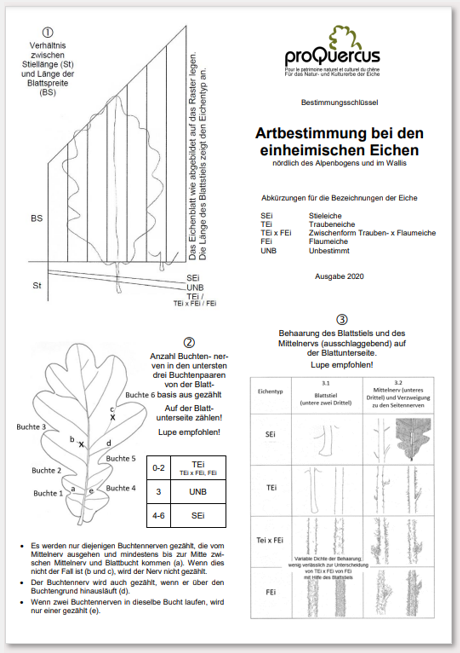 06b Faltblatt Artbestimmung