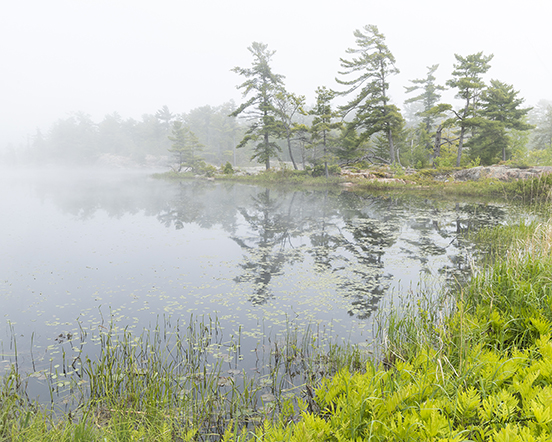 POND ON FOGGY DAY, KILLARNEY 20 x 25 photograph by Carl Hanninen