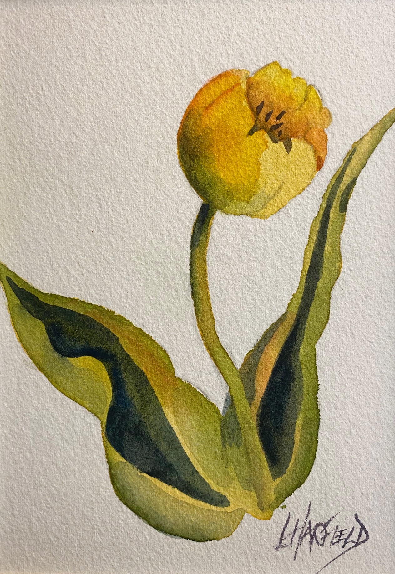 TULIP CUP 7 x 5 watercolour (matted 10 x 8)