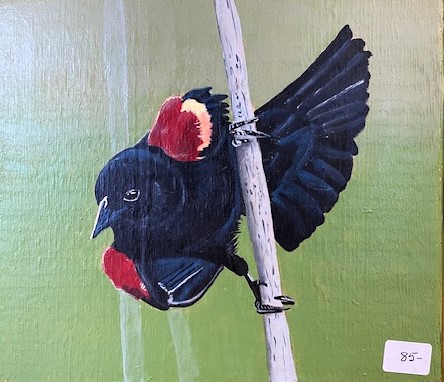 RED WINGED BLACKBIRD 6 x 7 acrylic 