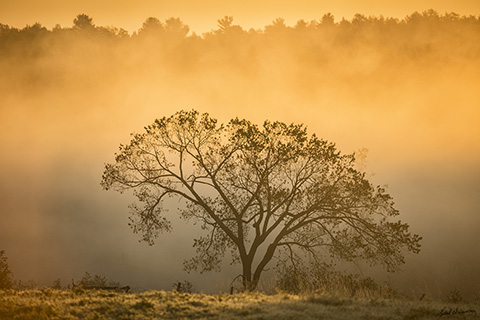 GOLDEN SUNRISE   20 x 30   photograph  