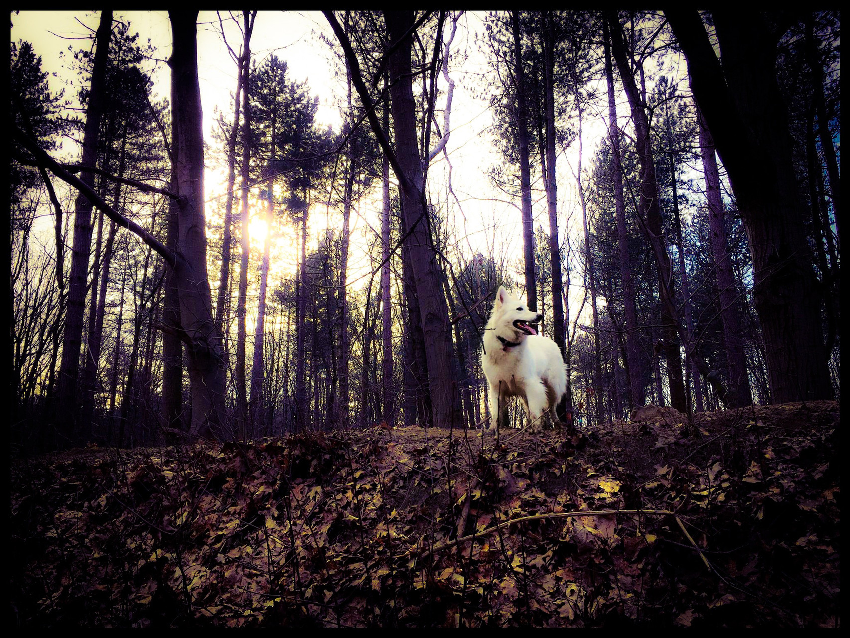 Kaly in het hondenbos