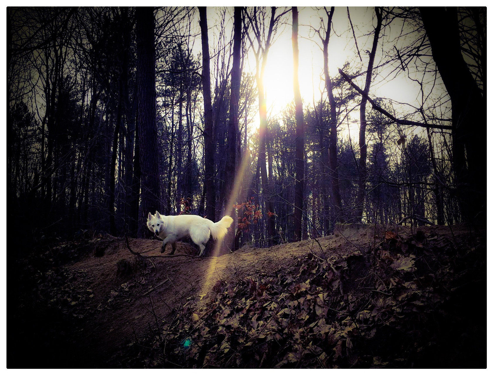 Kaly in het hondenbos