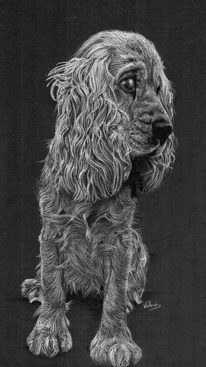 Dierenportret cocker spaniel: Wit potlood op zwart papier (2015)