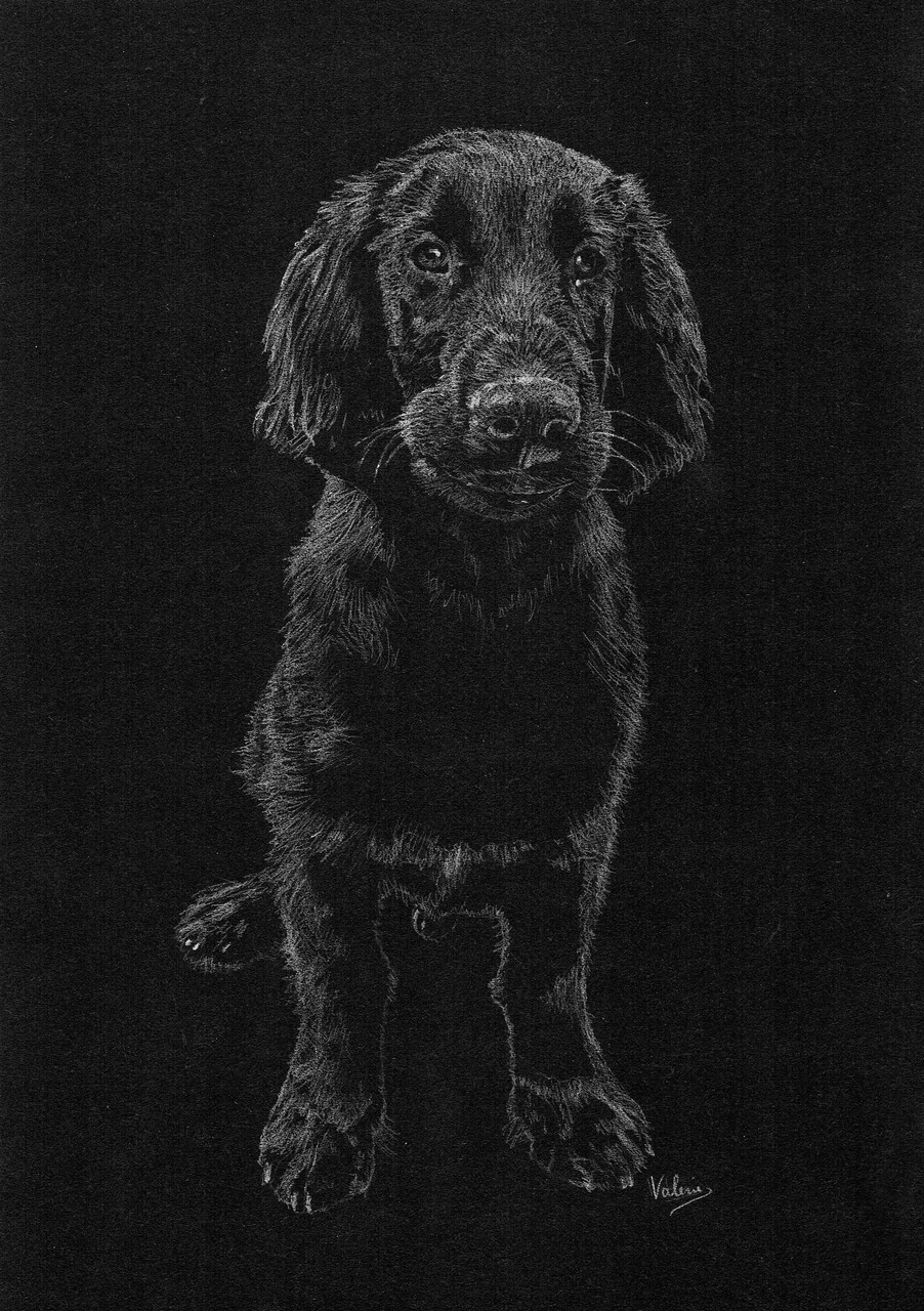  Dierenportret flatcoated retriever: Wit potlood op zwart papier (2016)