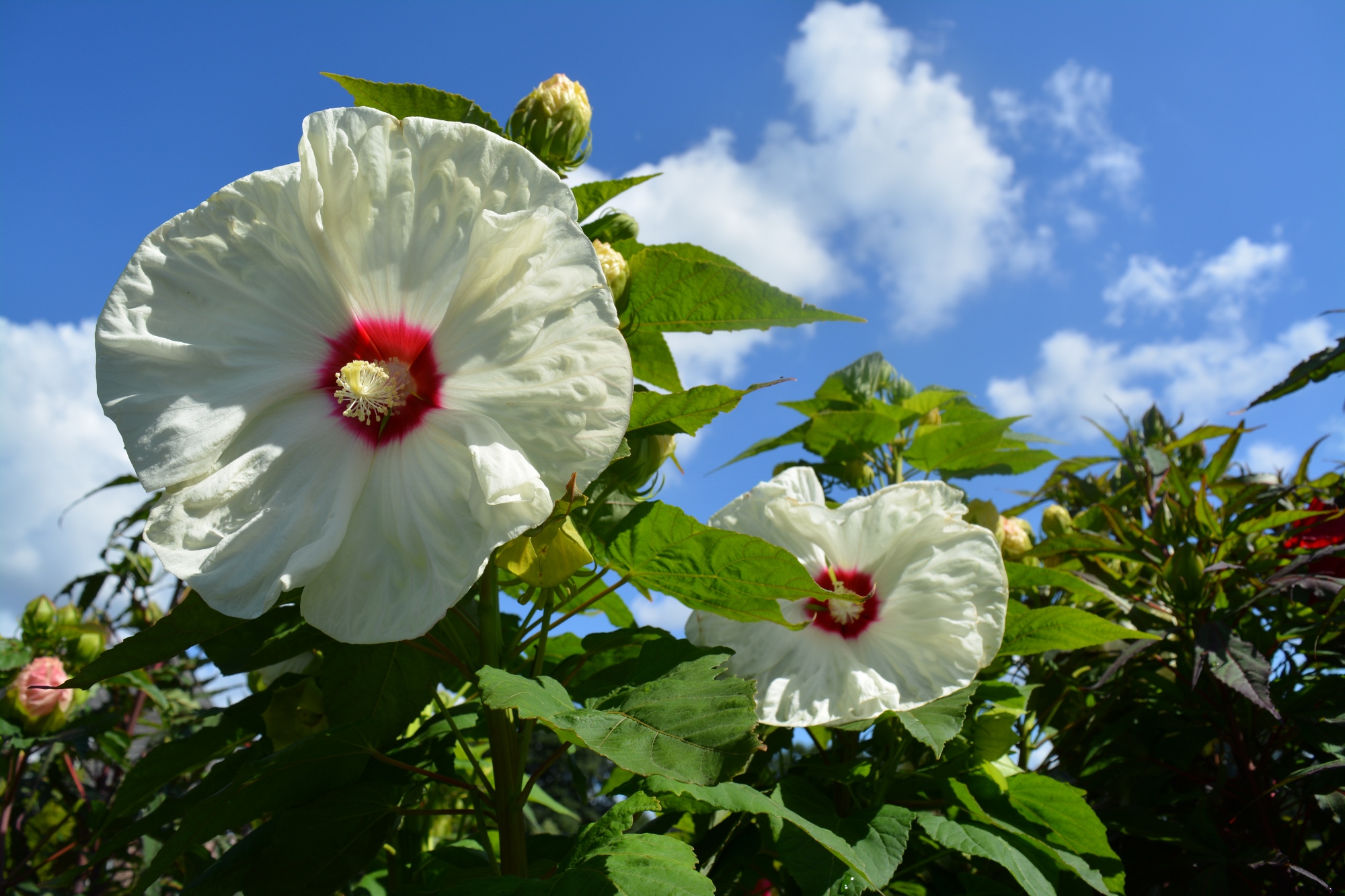Pflegeanleitung Staudenhibiskus - Staudenhibiskus - Grtnerei Bartels