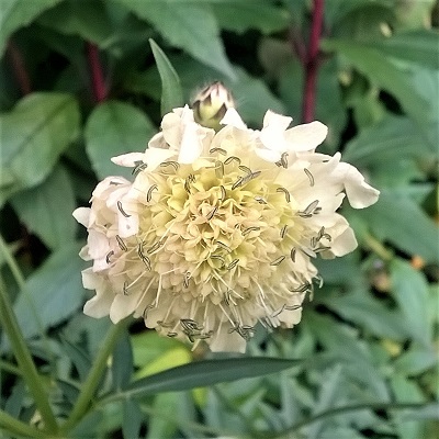 Cephalaria gigantea-gelbe Riesenscabiose-Gärtnerei Bartels, Delmenhorst