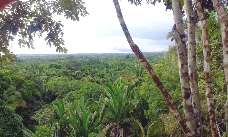 Blick vom Hohen Tempel in den Regenwald