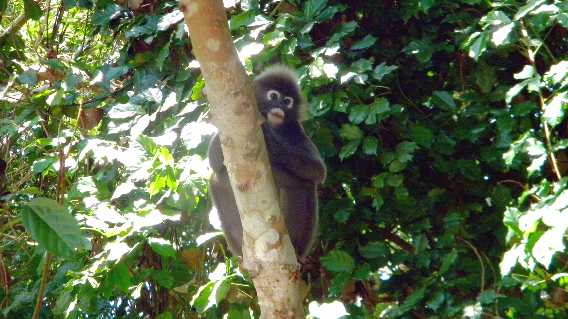 Brillenlangur