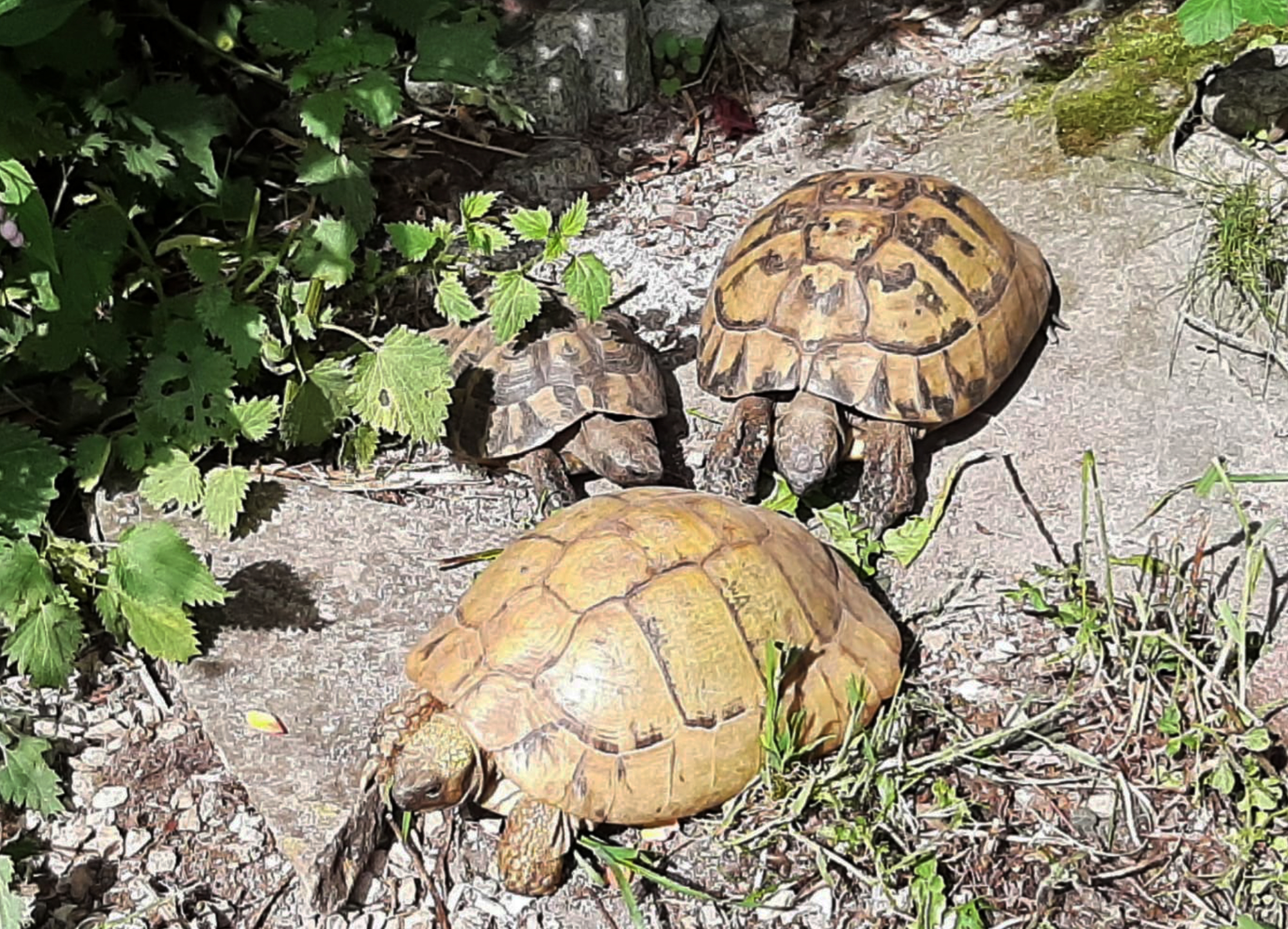 Naturtier Birgit Schropp Behandlung für Schildkröten
