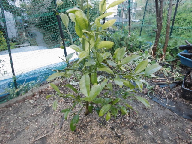 種から育てたミカンの生育の様子 2019年 Daikichi Home Garden ページ 種から育てたミカンの生育の様子 2019年 Daikichi Home Garden ページ