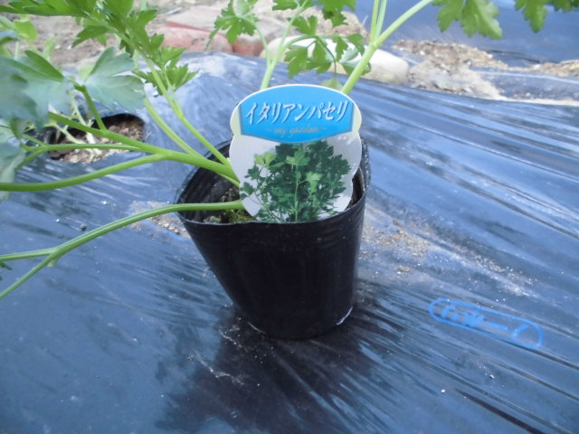 プランターでイタリアンパセリの栽培 Daikichi Home Garden ページ