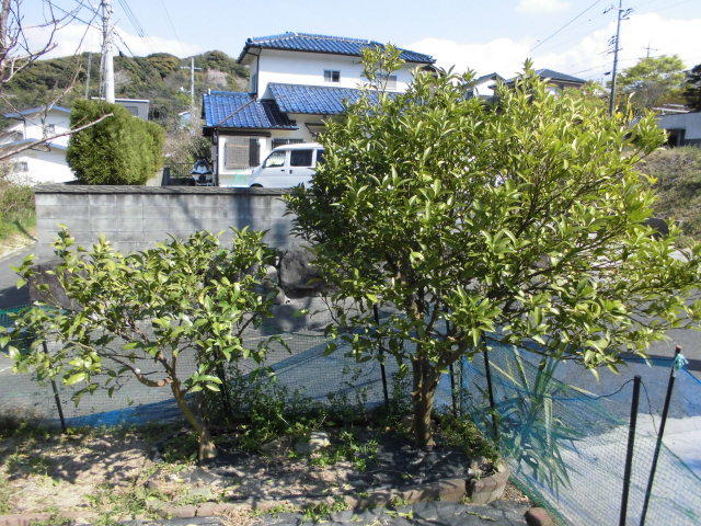 シークワーサーの生育の様子 19年 Daikichi Home Garden ページ