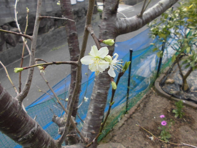 プルーンの育成の様子 今年は実が付きません Daikichi Home Garden ページ プルーンの育成の様子 今年は実が付きません Daikichi Home Garden ページ