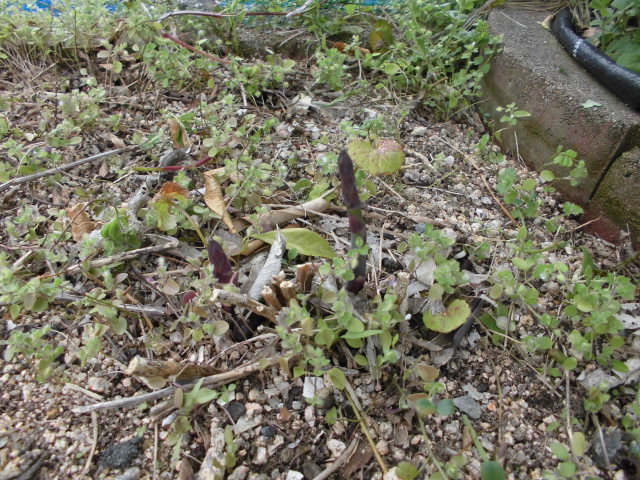 アスパラガスの生育 19年 Daikichi Home Garden ページ アスパラガスの生育 19年 Daikichi Home Garden ページ
