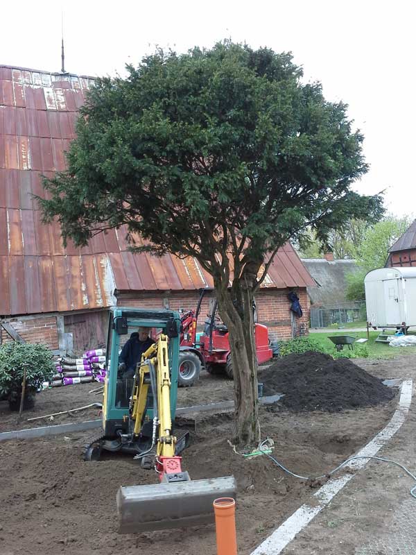 Wenn der Baum steht, wird die Erde angeglichen, gewässert und gedüngt.