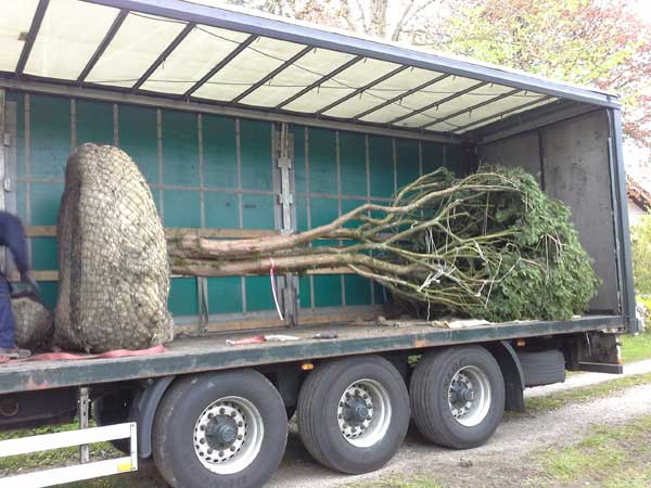 Der Baum ist für die Pflanzung im Ballen vorbereitet. Im LKW wird er angeliefert.